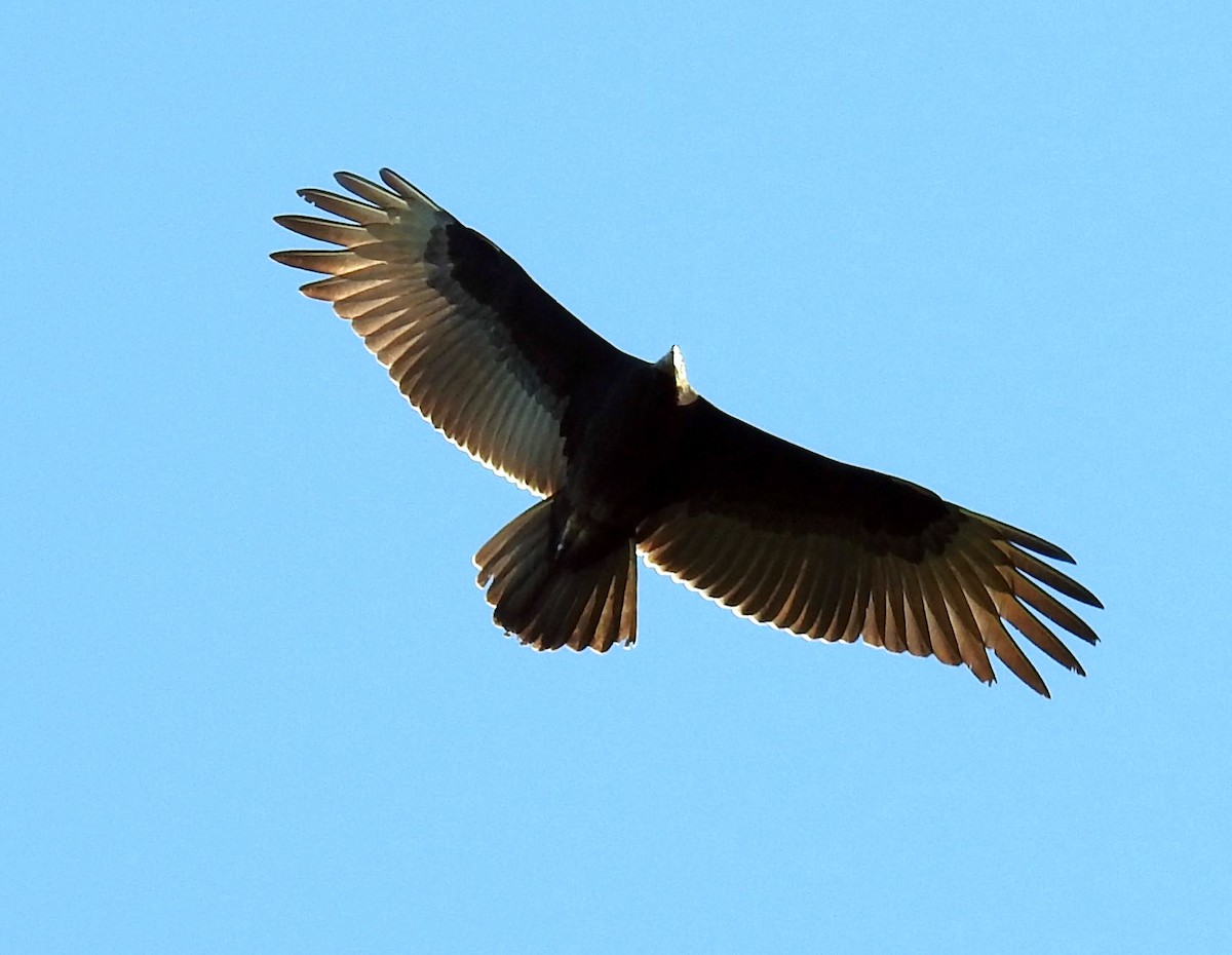 Turkey Vulture - ML181067801