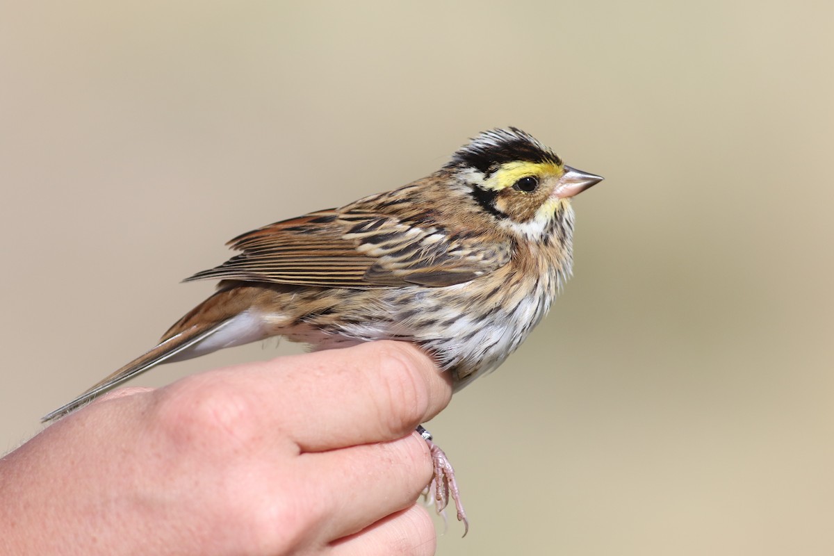 Yellow-browed Bunting - ML181069231