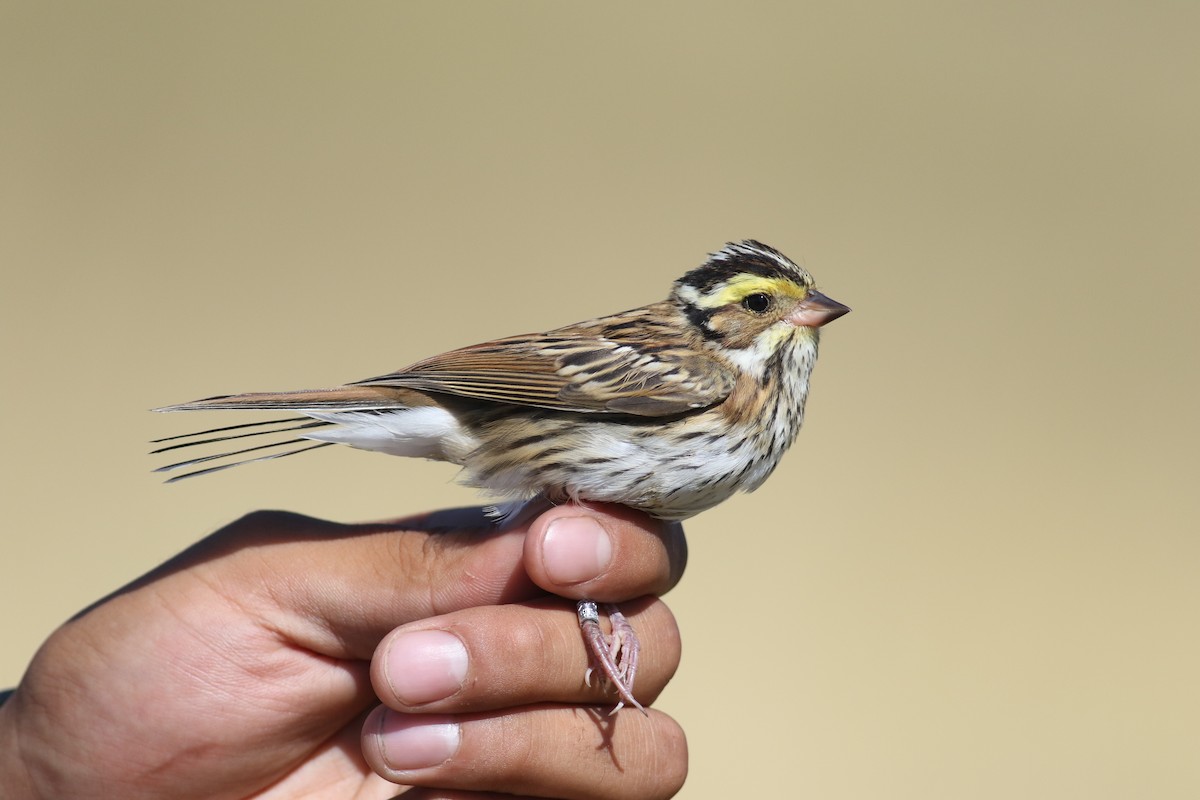 Yellow-browed Bunting - ML181069251