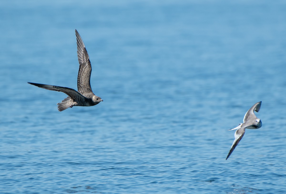 Long-tailed Jaeger - ML181071651