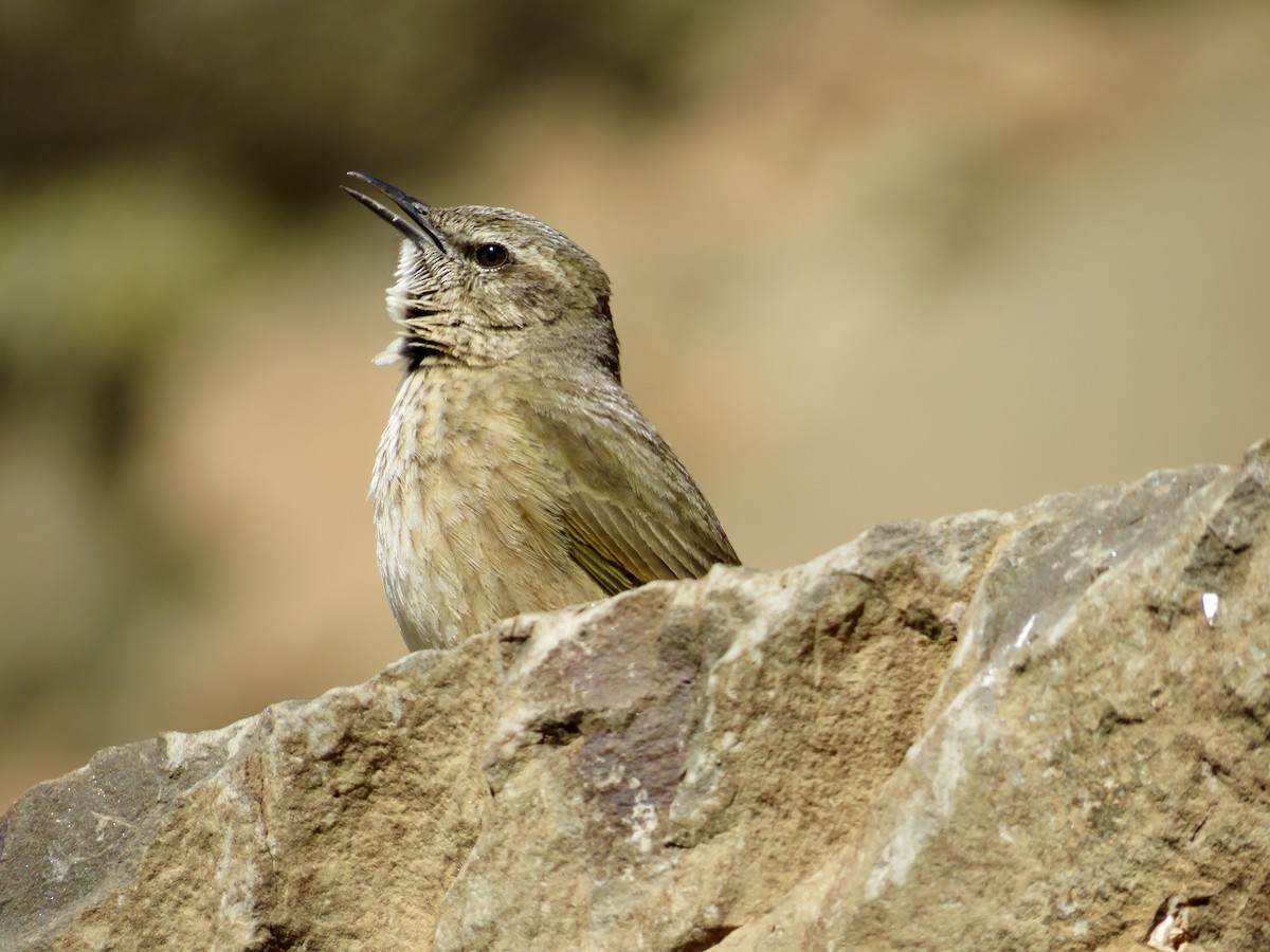 Yellow-tufted Pipit - ML181071961