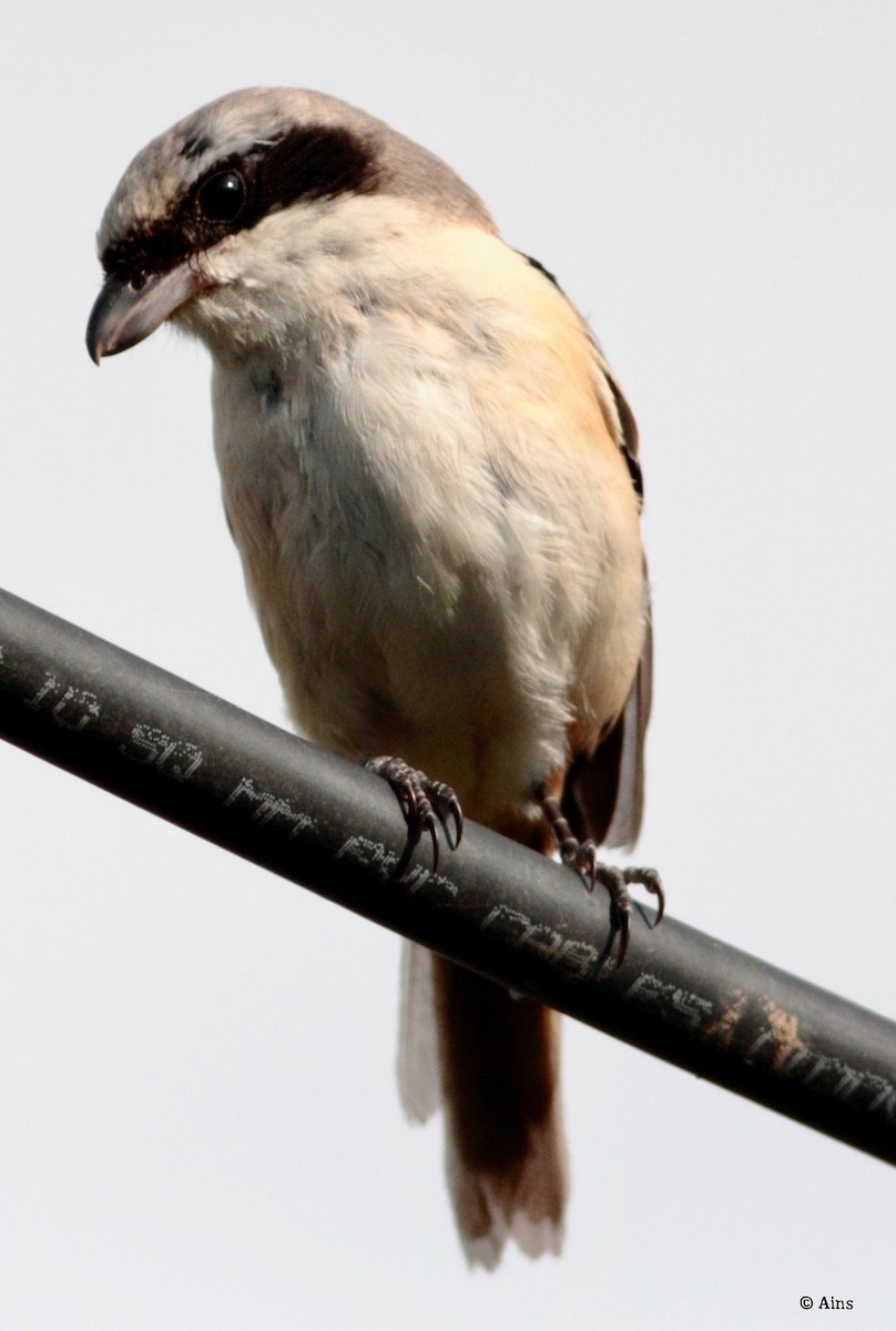 Long-tailed Shrike - ML181074121