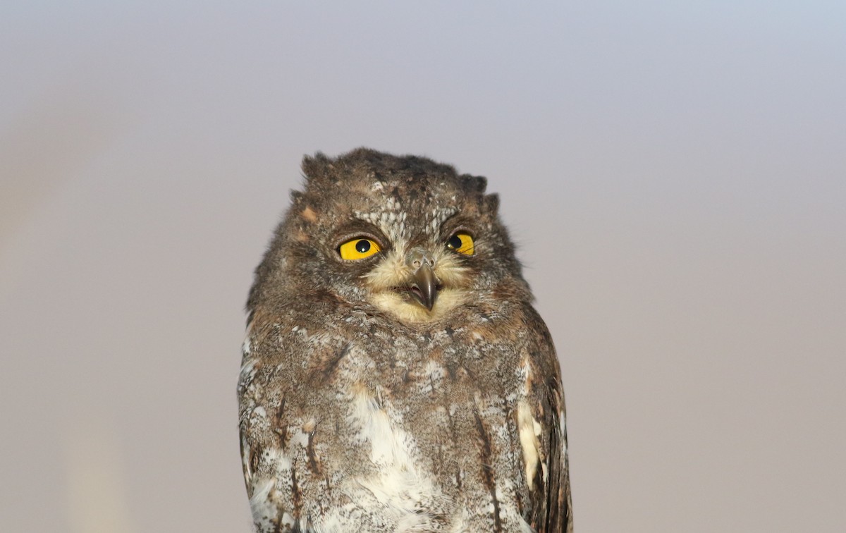 Oriental Scops-Owl (Oriental) - ML181076031