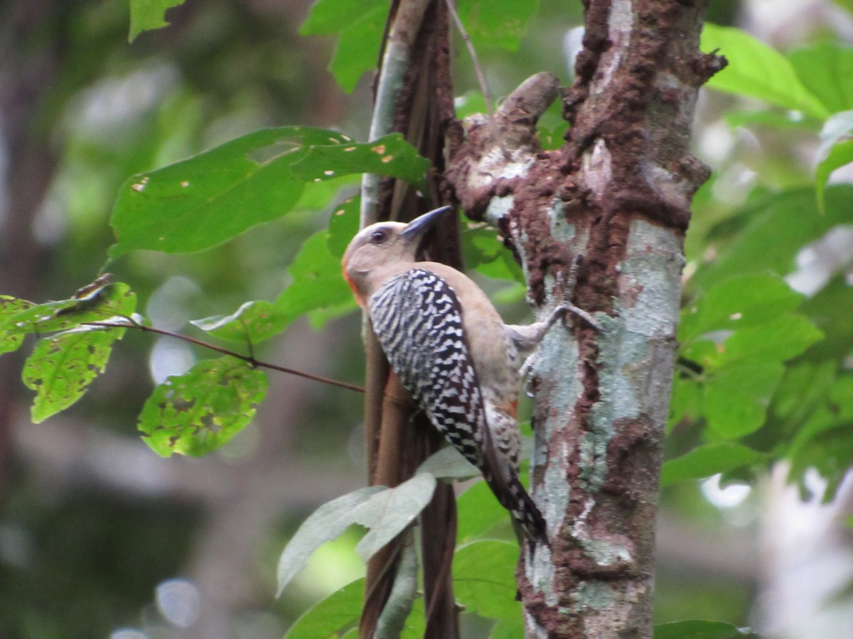 Red-crowned Woodpecker - ML181076671