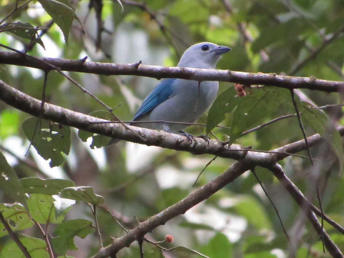 Blue-gray Tanager - ML181076861