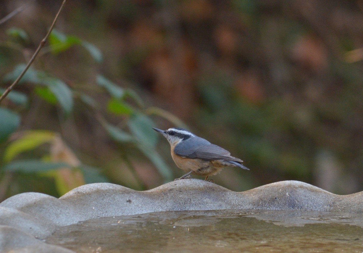 Red-breasted Nuthatch - Dean Turley