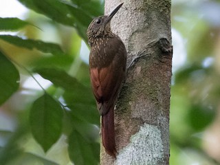  - Chestnut-rumped Woodcreeper