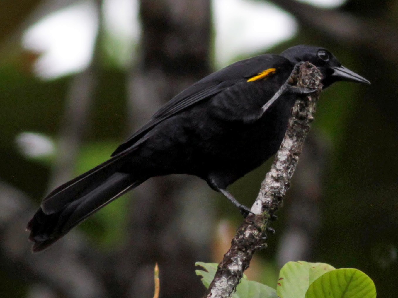 Golden-tufted Grackle - Jay McGowan