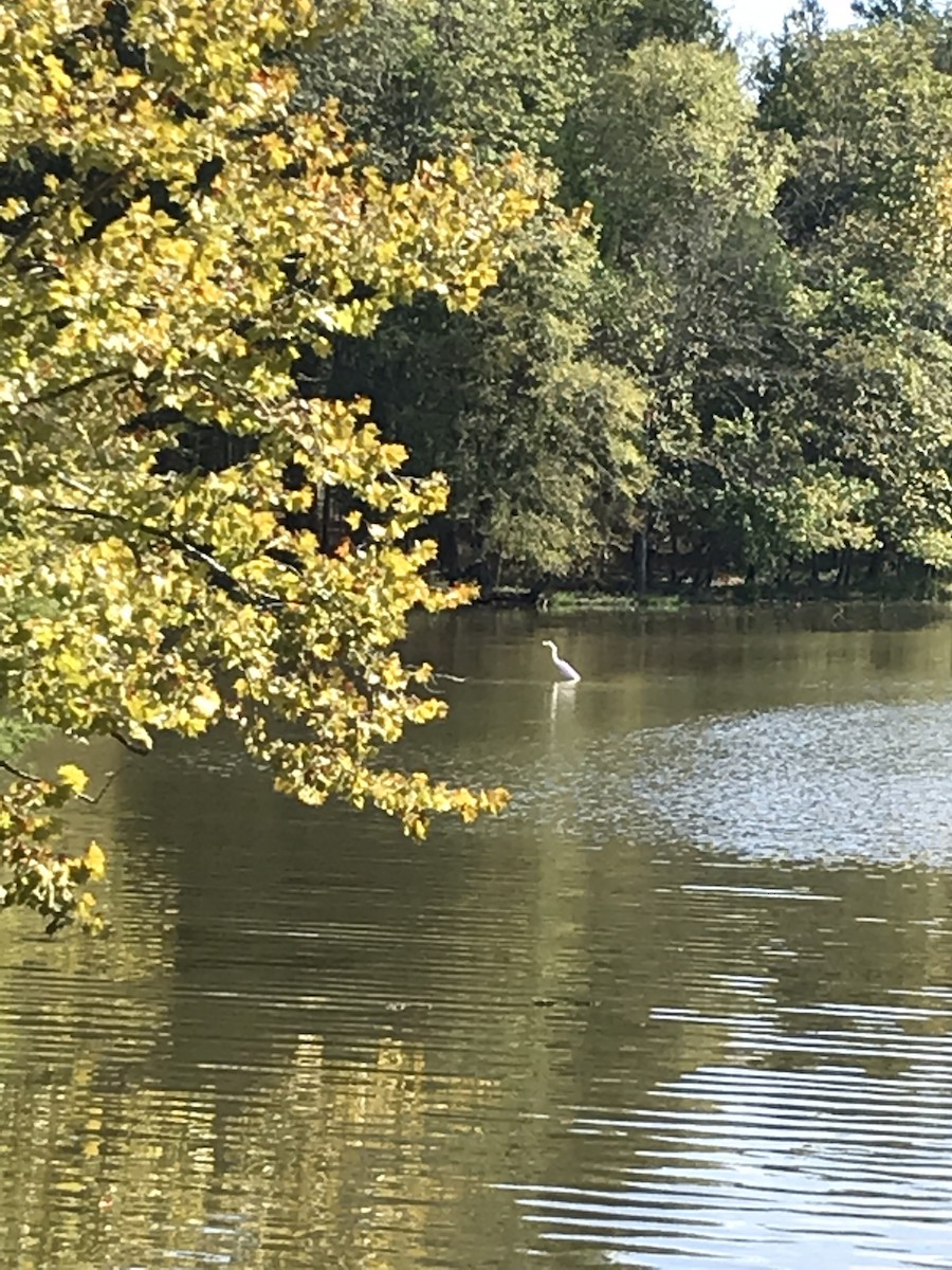 eBird Checklist - 8 Oct 2019 - Bledsoe Creek State Park, Castalian ...