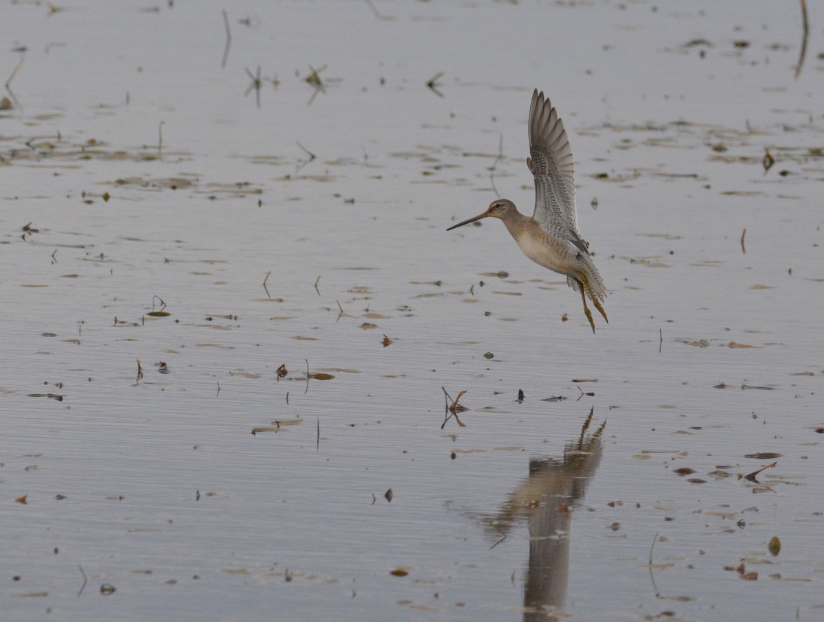 Long-billed Dowitcher - ML181081431