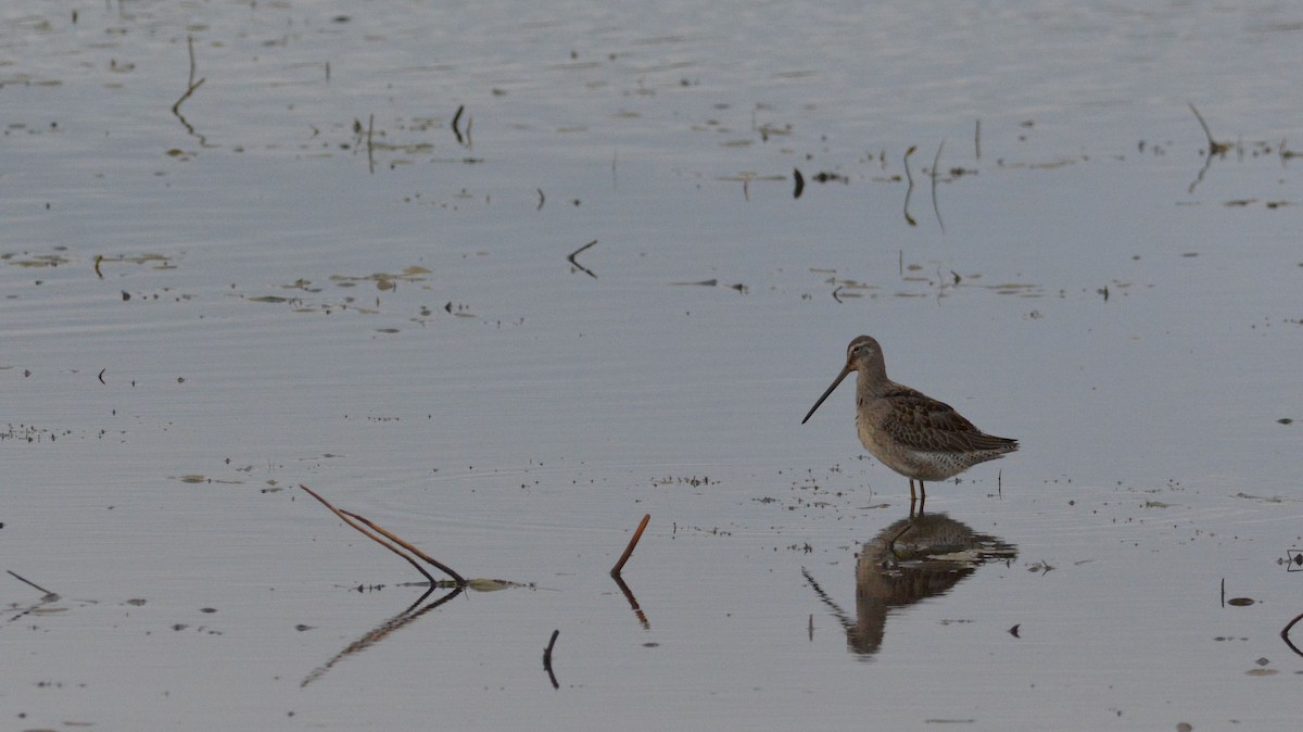 Long-billed Dowitcher - ML181081471
