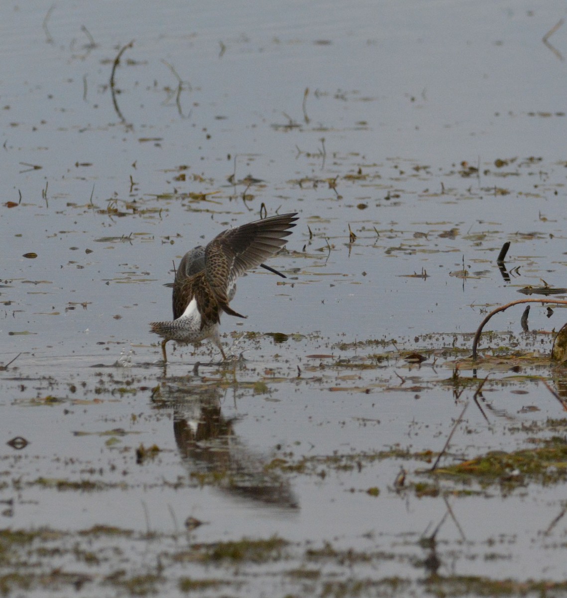 Long-billed Dowitcher - ML181081491