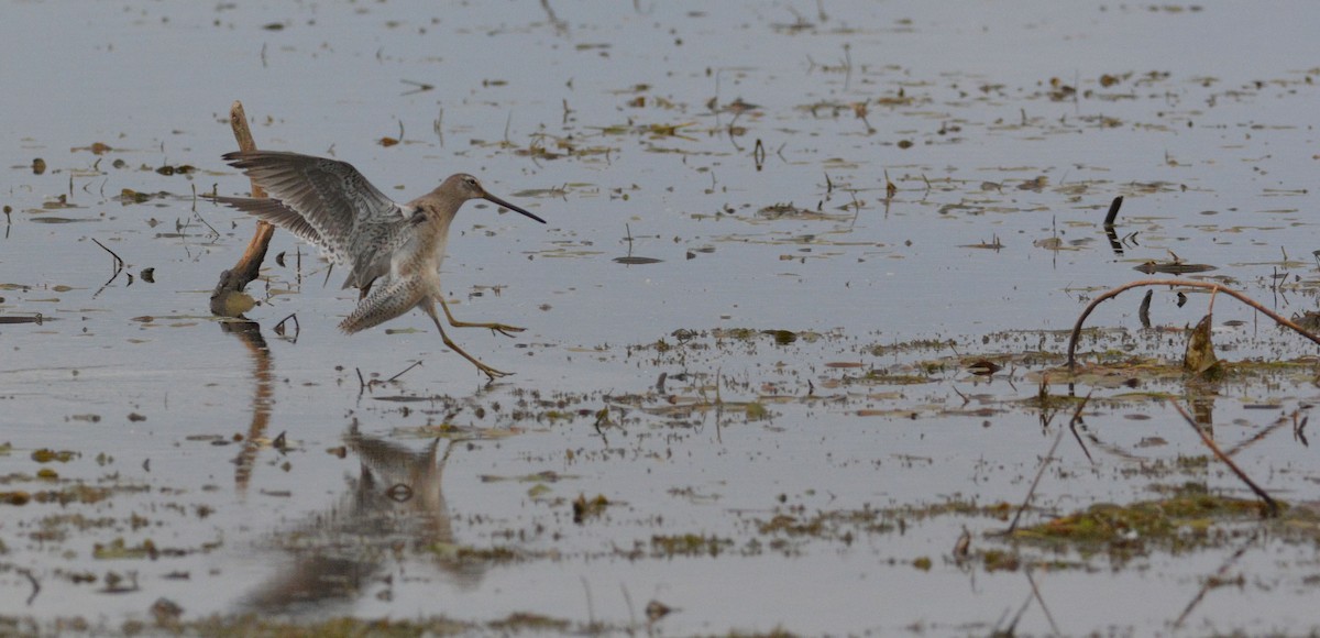 Long-billed Dowitcher - ML181081521