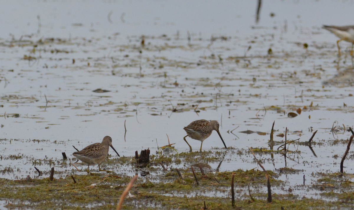 Long-billed Dowitcher - ML181081551