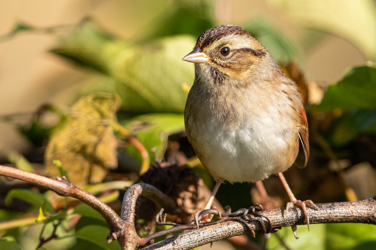 Swamp Sparrow - ML181085561