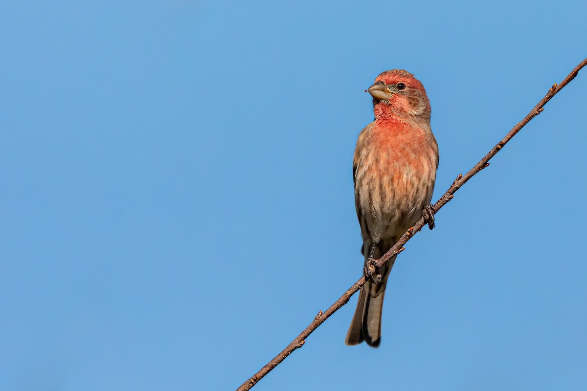 House Finch - Brad Imhoff