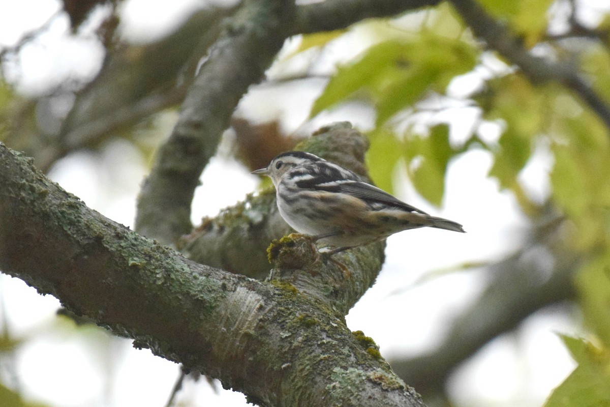 Black-and-white Warbler - ML181086451