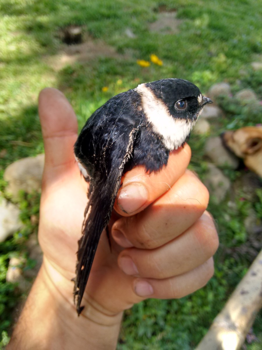 Lesser Swallow-tailed Swift - Alejandro Lema