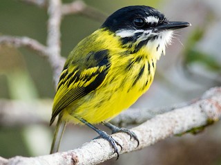  - Painted Tody-Flycatcher