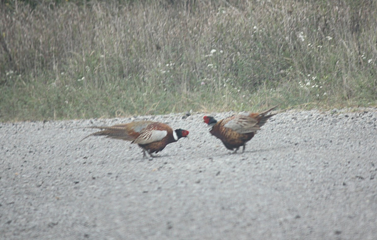 Ring-necked Pheasant - ML181088791