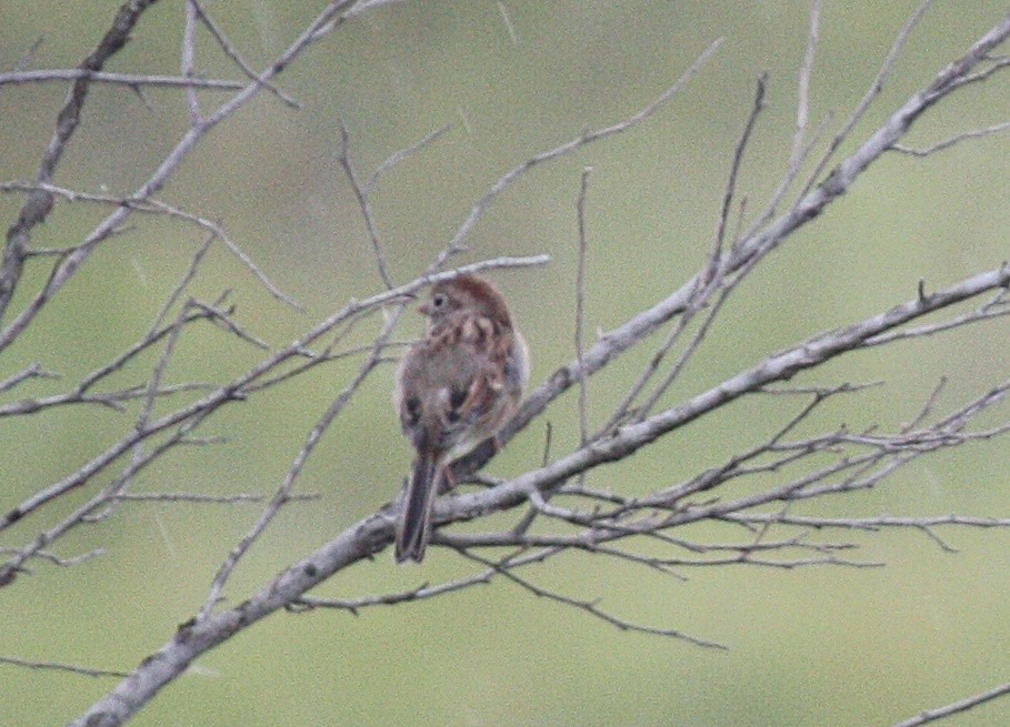Field Sparrow - ML181088901