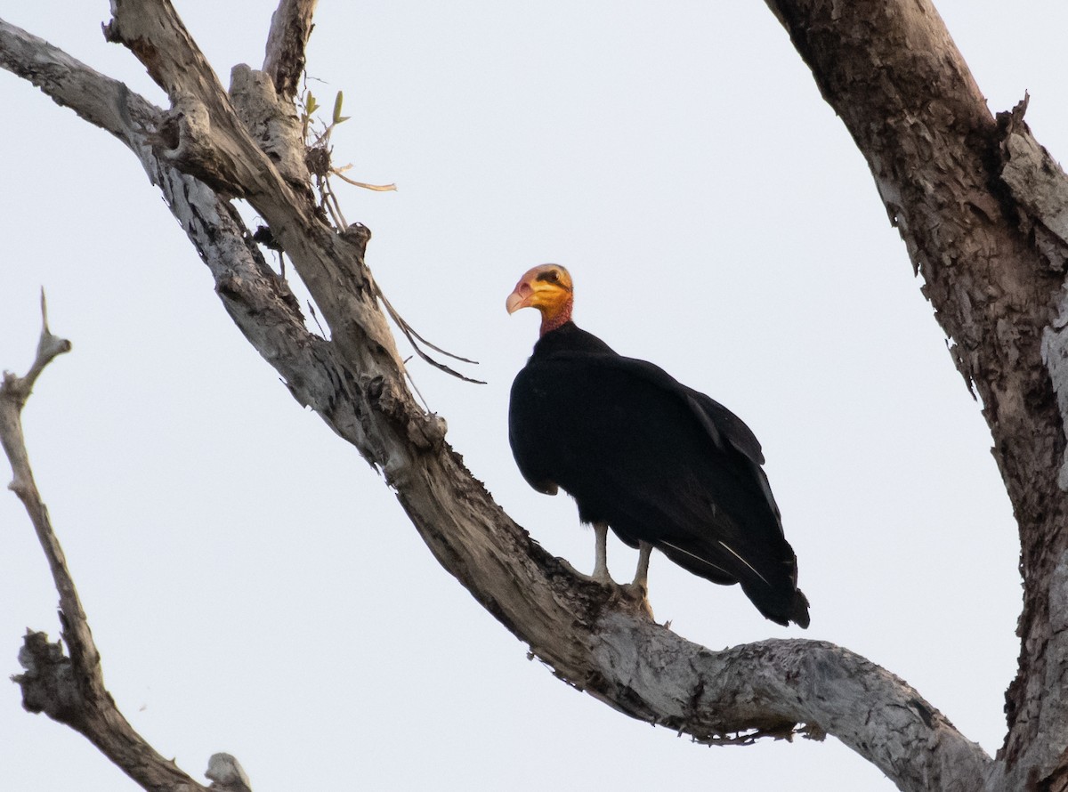 Greater Yellow-headed Vulture - ML181092391