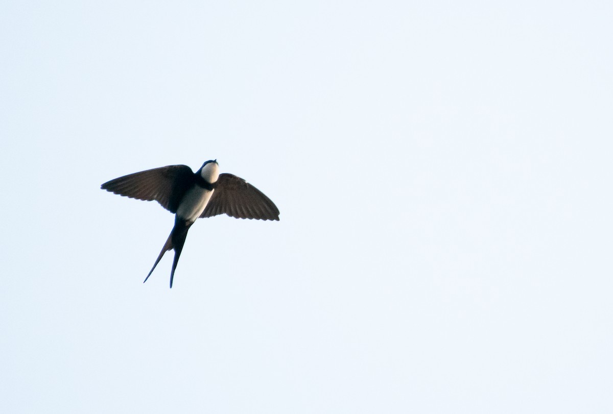 Black-collared Swallow - ML181092631