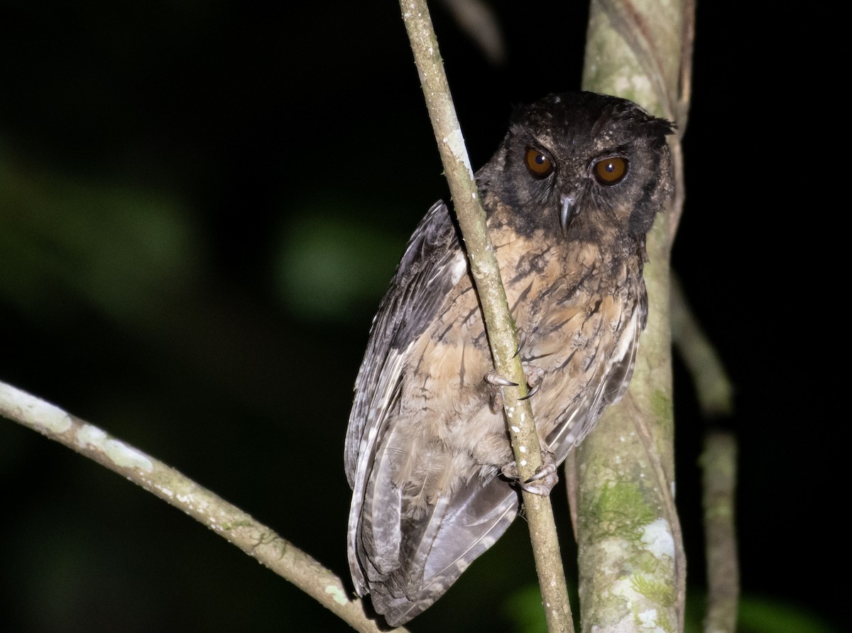 Tawny-bellied Screech-Owl - ML181093861