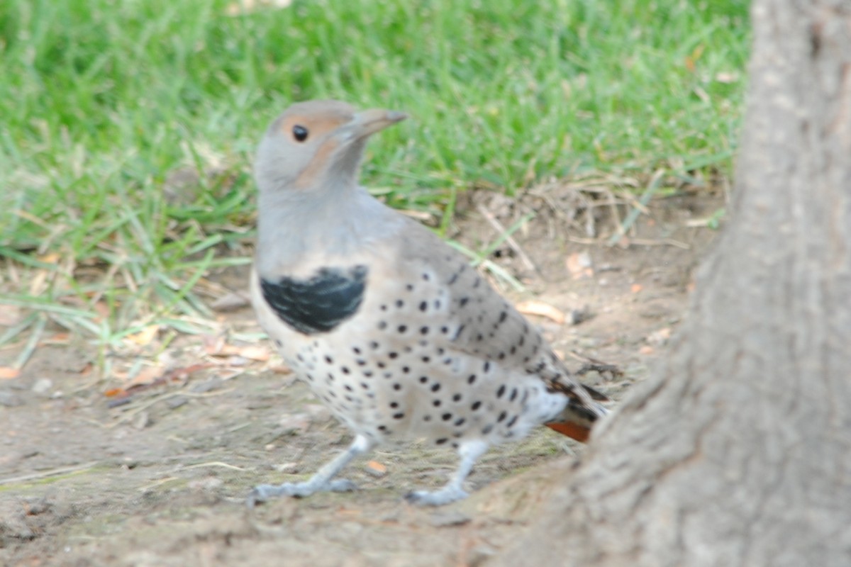Northern Flicker (Red-shafted) - ML181095391