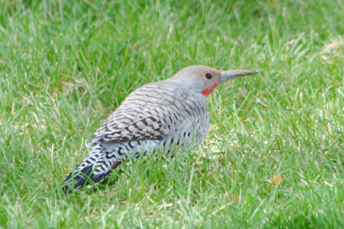 Northern Flicker (Red-shafted) - Joshua  Smith