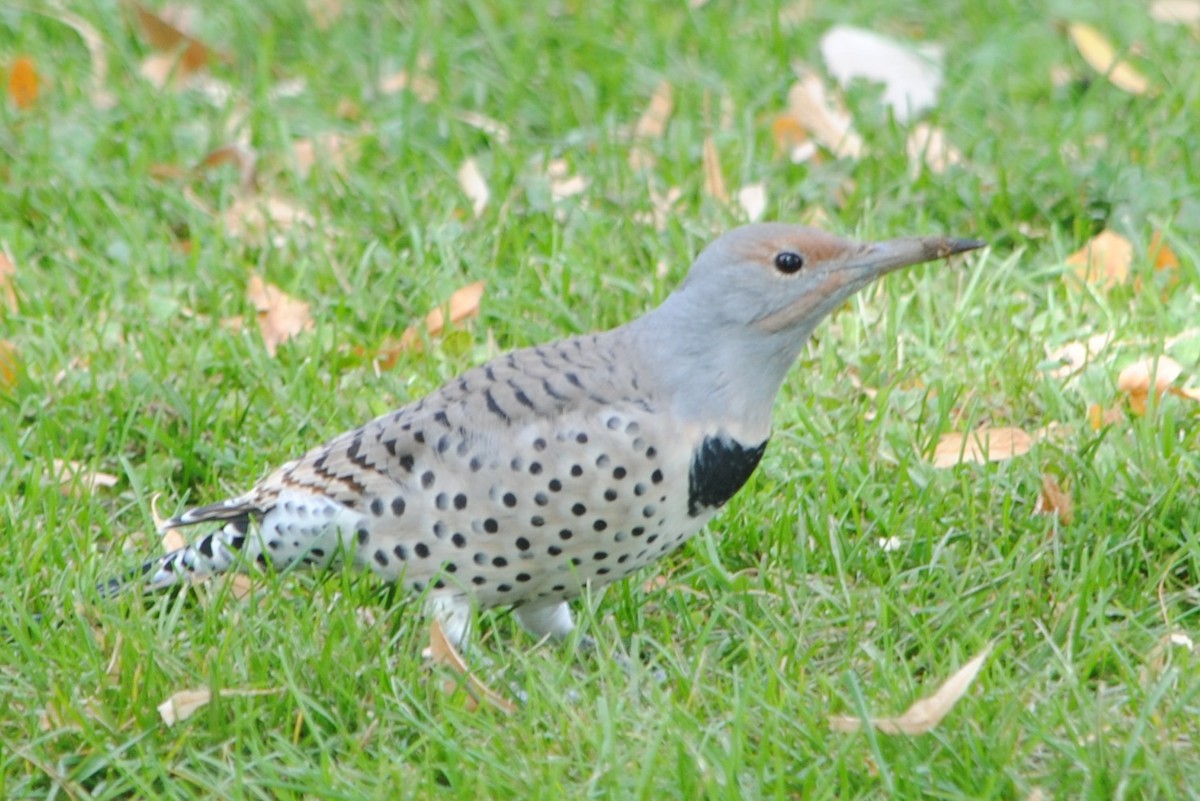 Northern Flicker (Red-shafted) - ML181095441