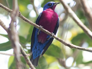  - Purple-breasted Cotinga