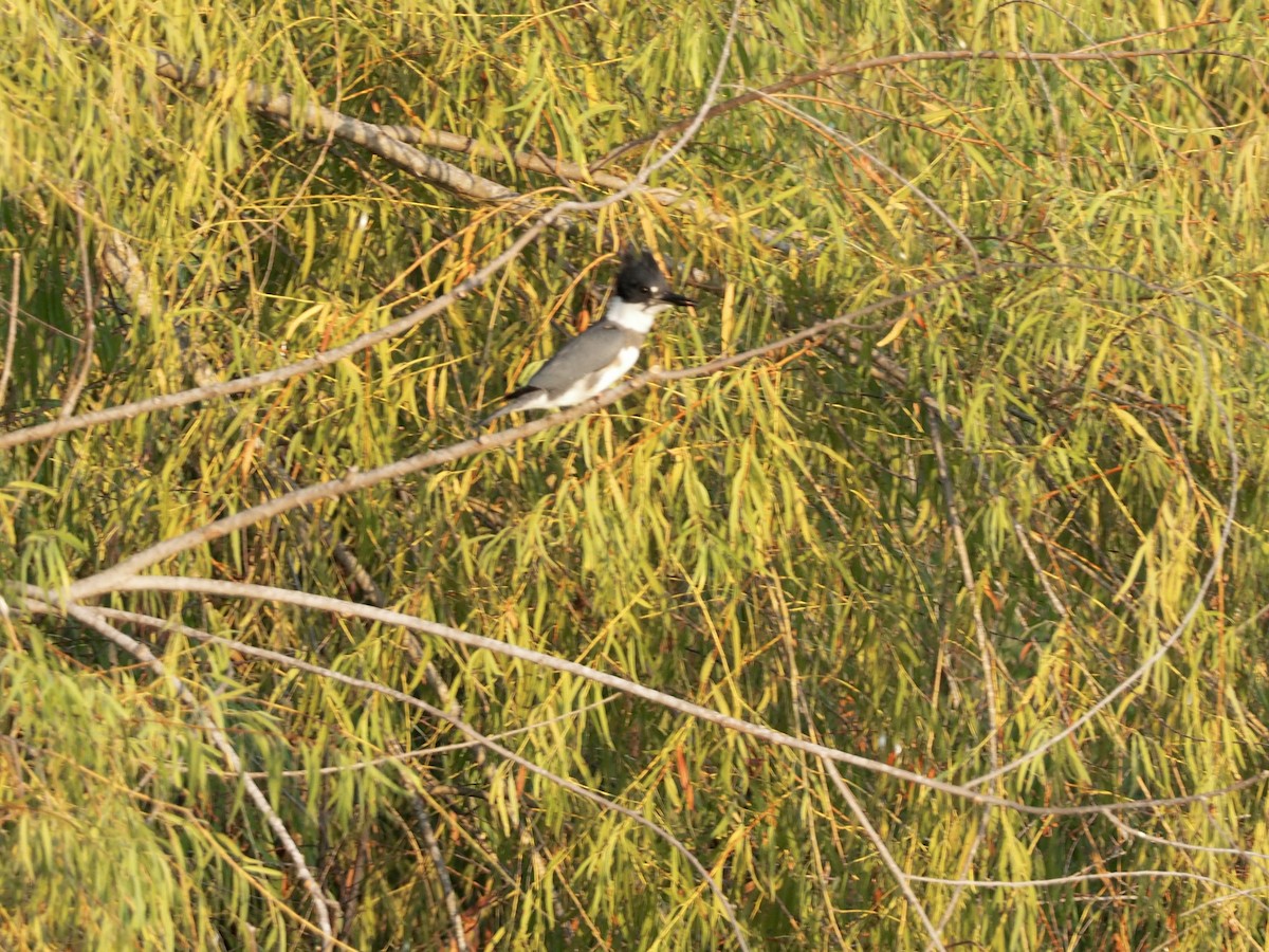 Belted Kingfisher - Yve Morrell