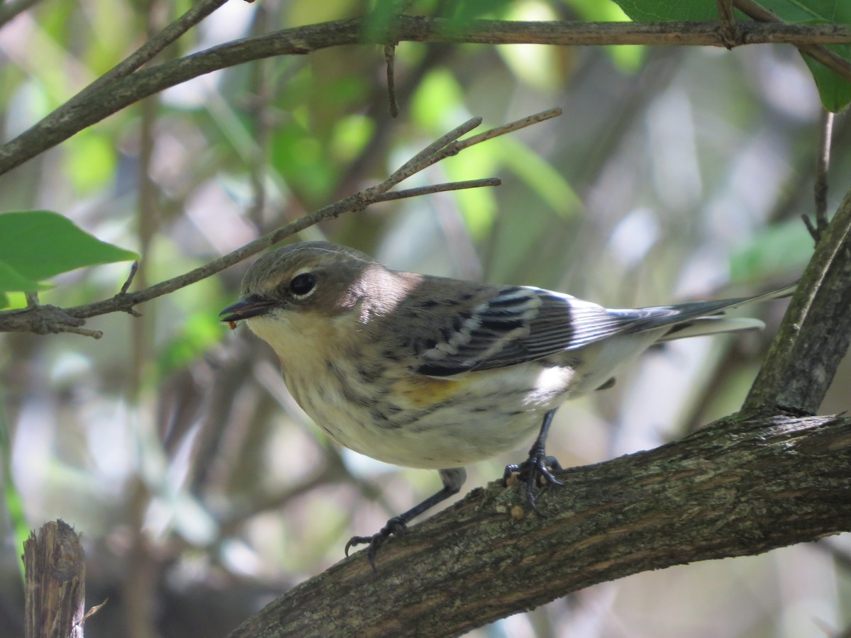 Yellow-rumped Warbler (Myrtle) - ML181096931