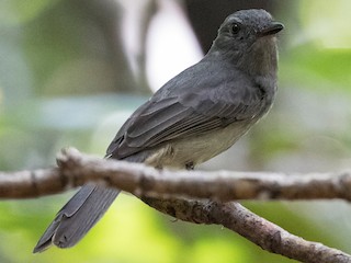  - Pale-bellied Mourner