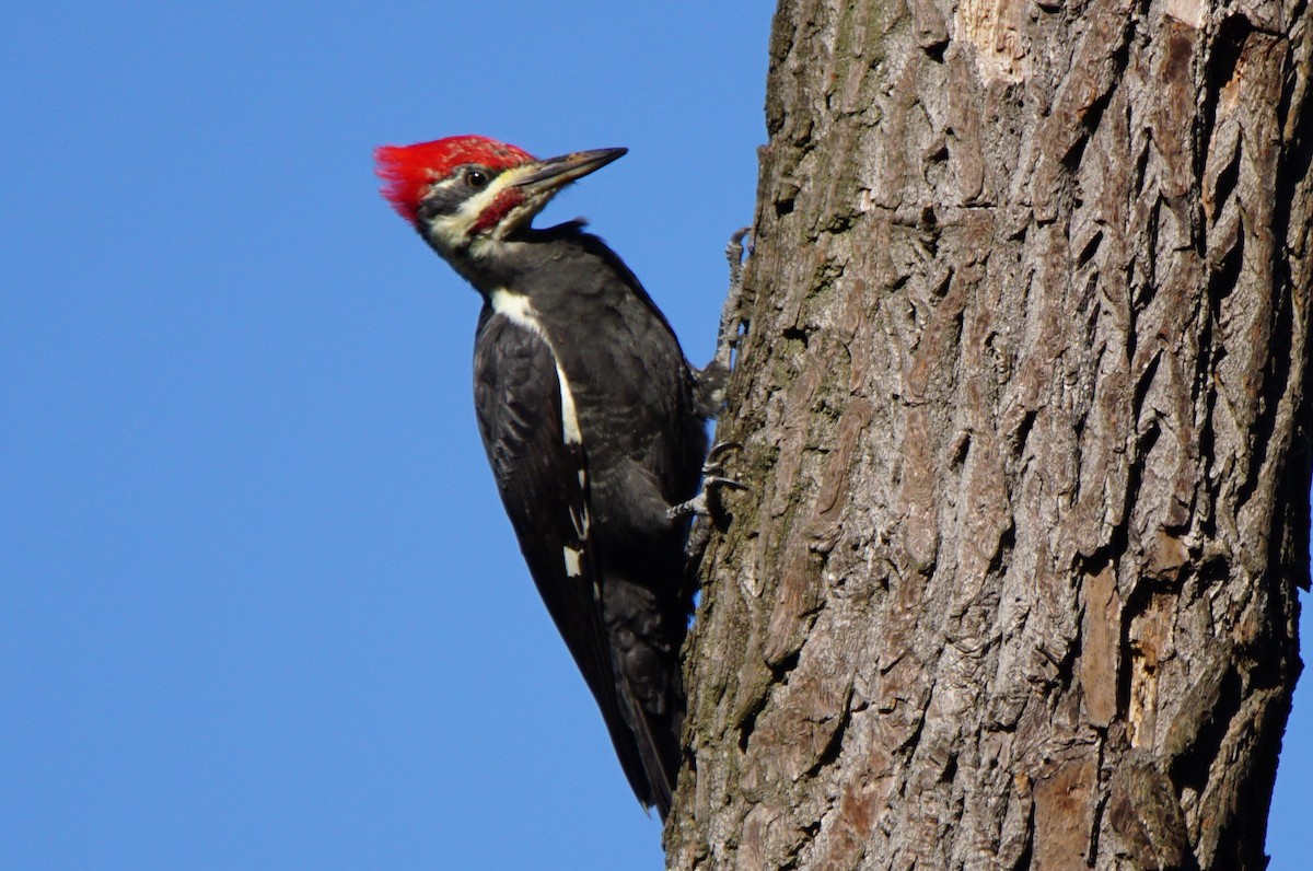 Pileated Woodpecker - Dennis Mersky