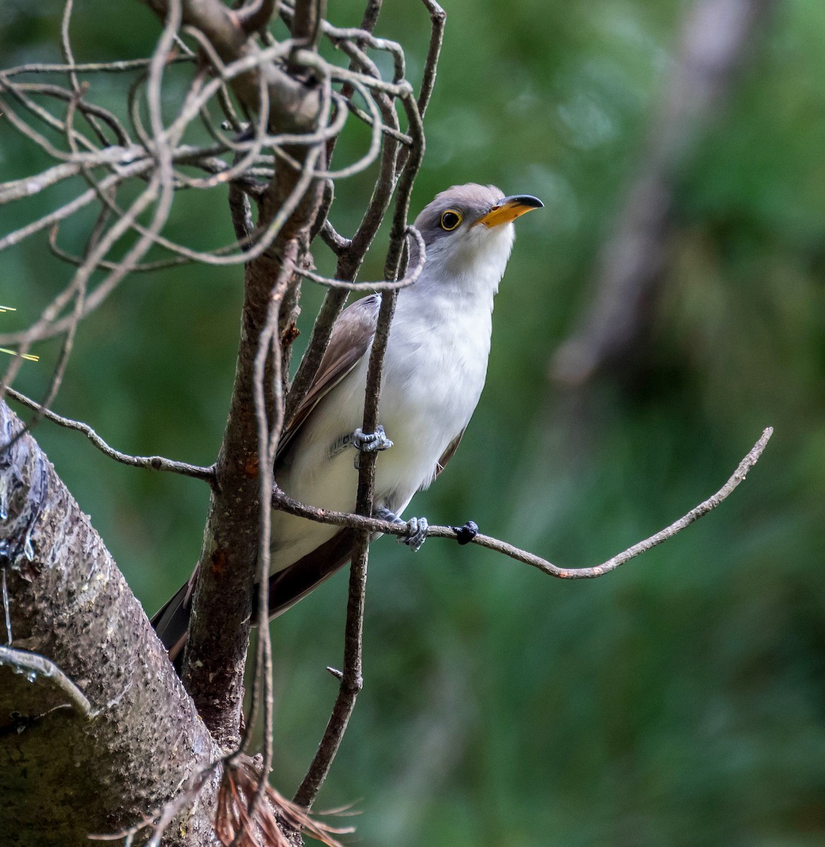 Yellow-billed Cuckoo - Steve Brynes