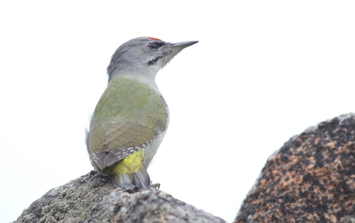 Gray-headed Woodpecker (Gray-headed) - Anton Liebermann