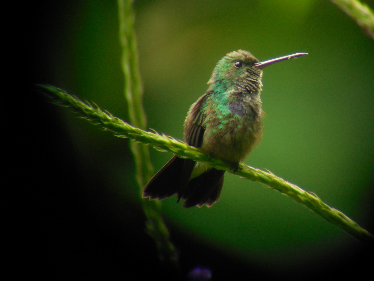 Blue-chested Hummingbird - Robin Gurule