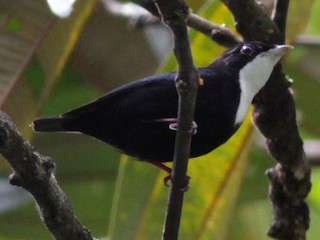  - White-throated Manakin