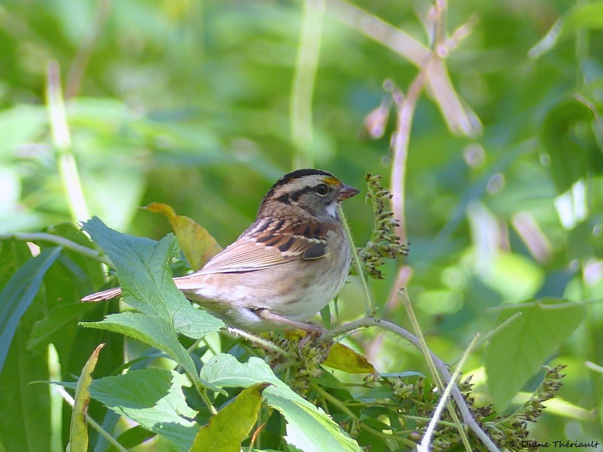 White-throated Sparrow - ML181103931