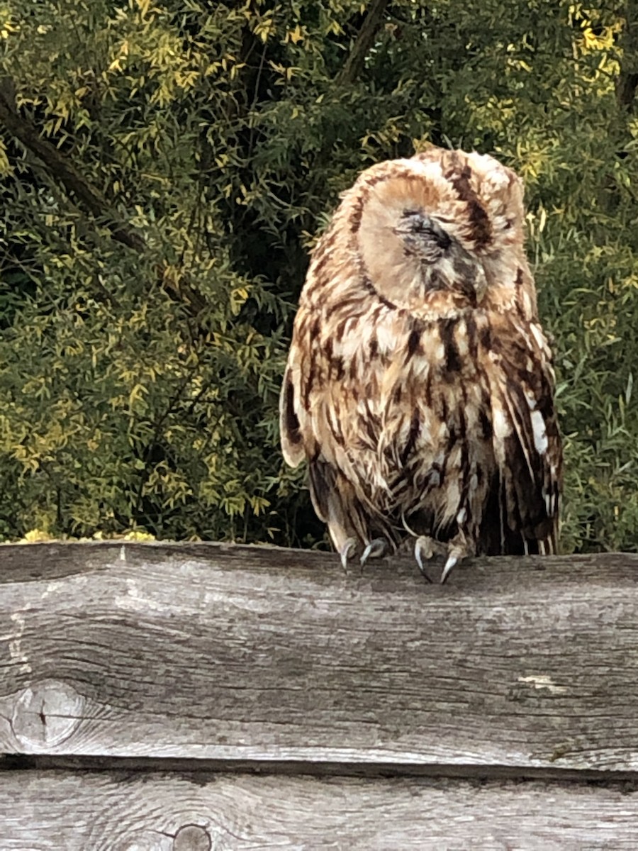 Tawny Owl - ML181104581