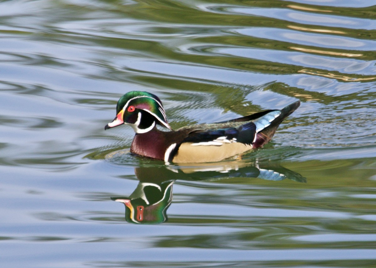 Wood Duck - Dave Bengston