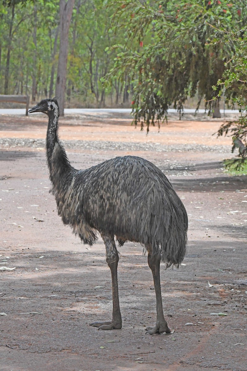 Emu - ML181106701