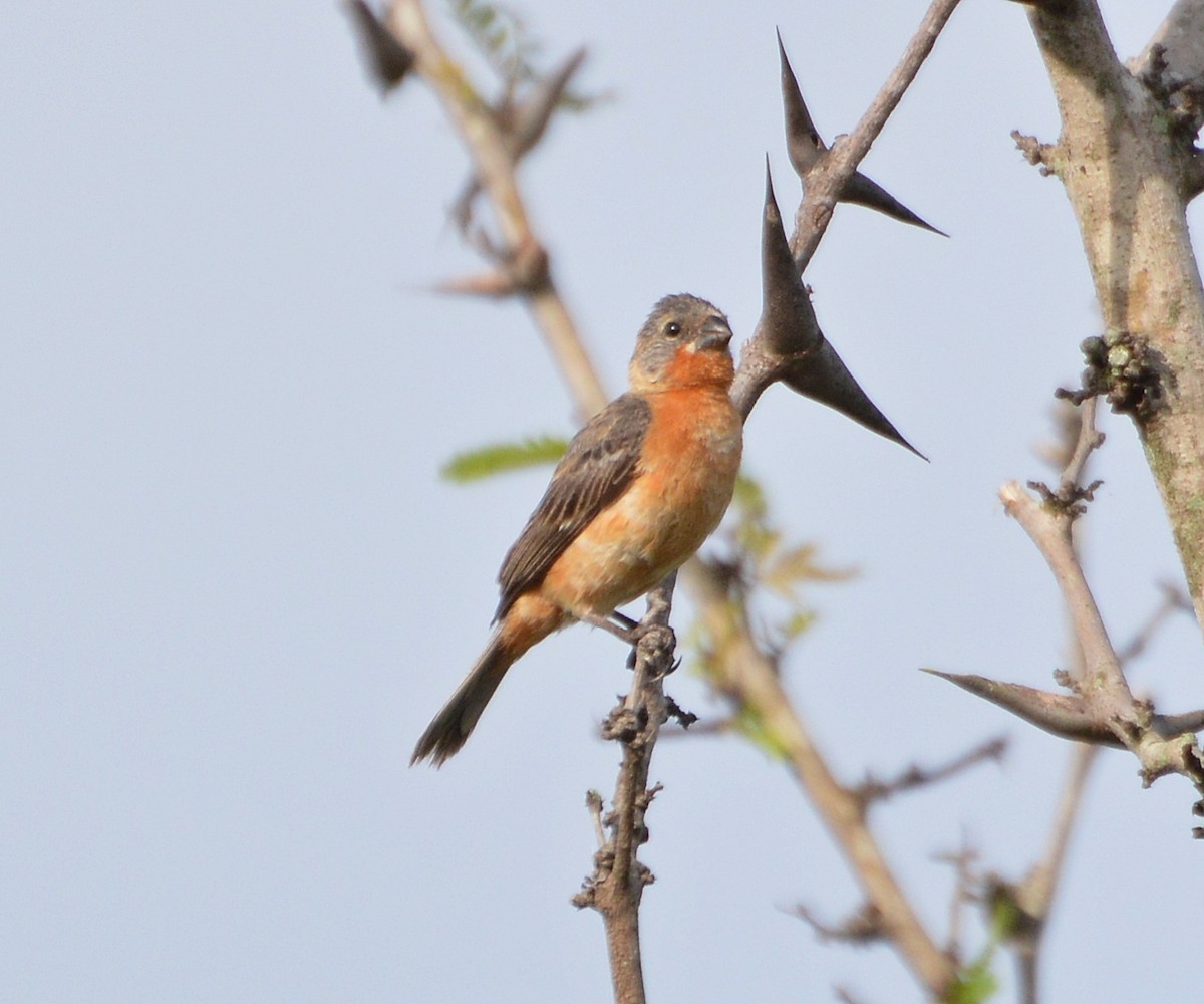 Ruddy-breasted Seedeater - ML181109761