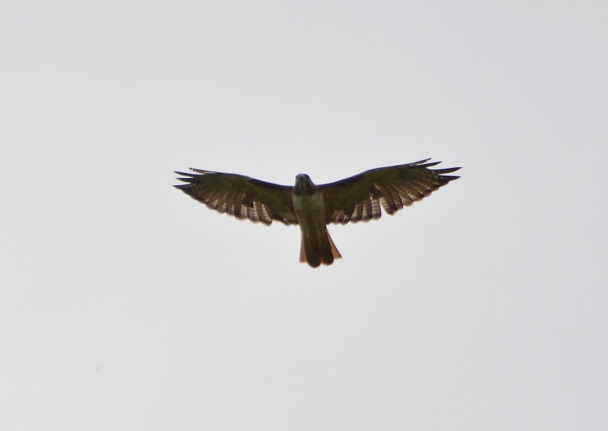 Red-tailed Hawk - ML181111301