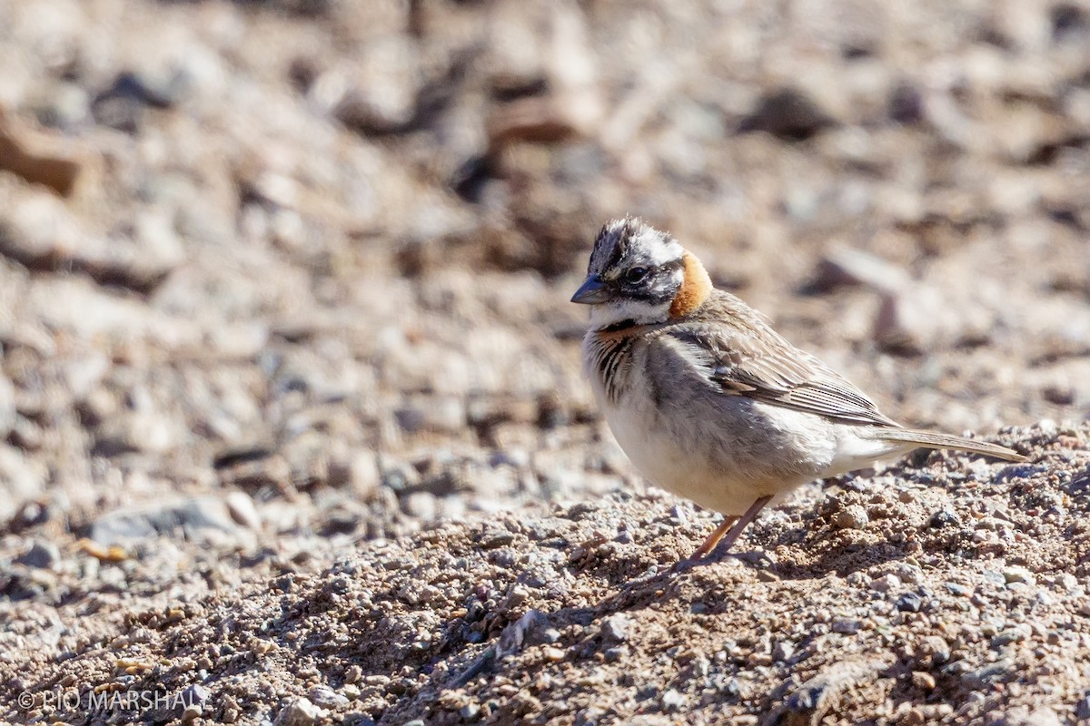 Rufous-collared Sparrow - Pio Marshall