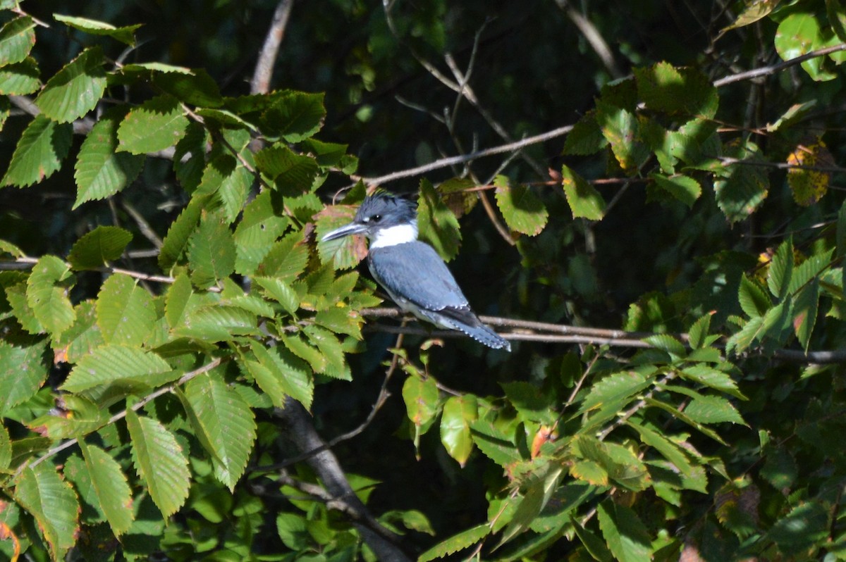 Belted Kingfisher - ML181114821