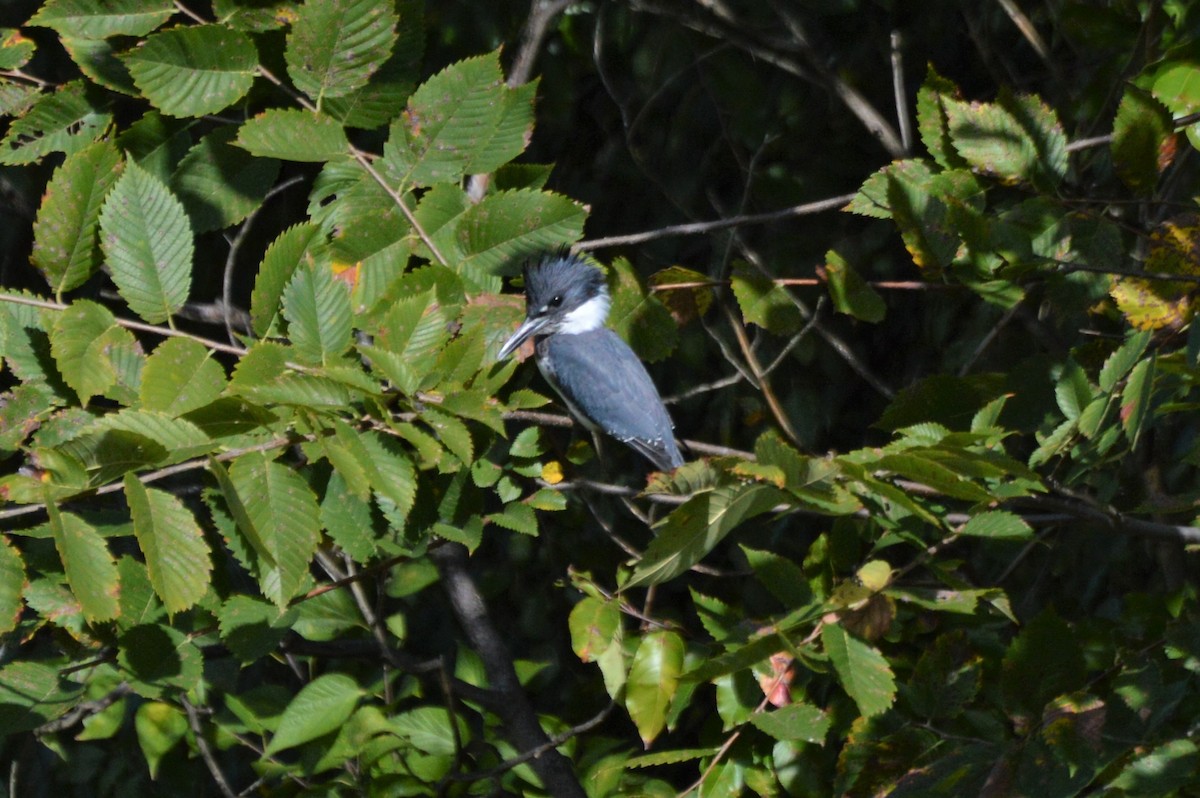 Belted Kingfisher - ML181114831