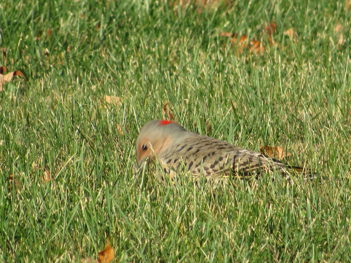 Northern Flicker (Yellow-shafted) - Roger Hedge
